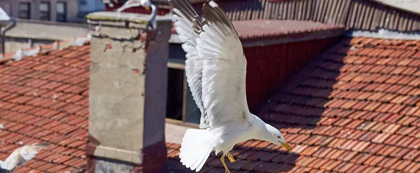Residential Chimney Animal Removal Solution in St. Peters, MO